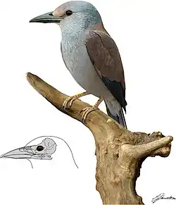 Septencoracias morsensis