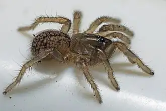 Seqocrypta jakara
