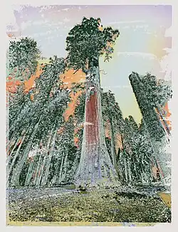 From Sequoia Reimagined by Richard M. Ehrlich