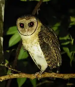 An owl with brown and white plumage perches on a branch, looking at the camera