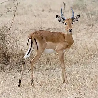 Image 14 Impala Photo: Ikiwaner The impala (Aepyceros melampus) is a medium-sized African antelope. The name comes from the Zulu language. They are normally reddish-brown, with lighter flanks, white underbellies, and a characteristic "M" marking on the rear. Males have lyre-shaped horns, which can reach up to 90&nbsp;cm (35&nbsp;in) in length. They are strong jumpers, able to reach distances more than 10&nbsp;m (33&nbsp;ft) in a single bound. They are also fast runners, capable of reaching speeds up to 90&nbsp;km/h (56&nbsp;mph). More selected pictures