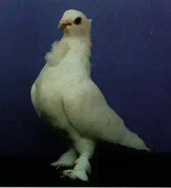 Seraphim