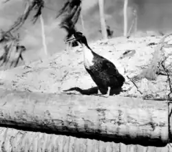 A colorless photograph of a duck standing on a fallen palm tree on a beach