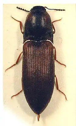 Sericus brunneus