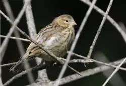European serin, Sirmione