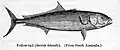 The yellowtail amberjack, pound for pound, is one of the hardest fighting fish in the ocean.