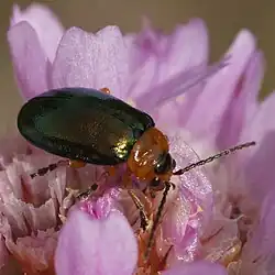 Sermylassa halensis, Sweden.