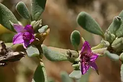 Close up of green-gray succulent leaves on slightly orange stem and small violet flowers with five petals