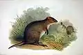 Illustration of healthy Setonix brachyurus