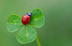 Coccinella septempunctata in Turkey