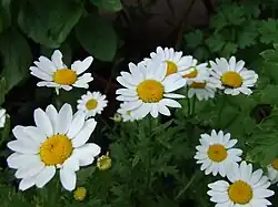 Leucanthemum vulgare