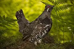 Male spruce grouse during mating season