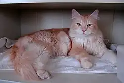 Red silver ("cameo") shaded Maine Coon.