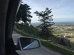 Pine trees and a view in Libya
