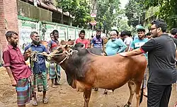 Shahjahanpur Cattle Market before Eid-ul-Adha