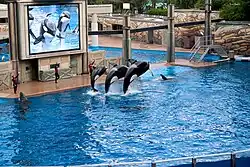 Three orcas jumping at a trainer's command in an artificial pool, while being shown on a big screen television