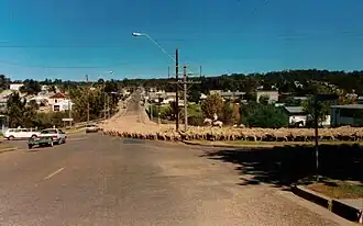 Drovers taking sheep through Warialda