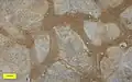 Thalassinoides burrow system in the Sherborne Building Stone (Jurassic, Bajocian) of Dorset, England; slab cut parallel to bedding.