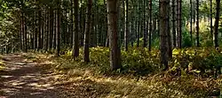 Sherwood Forest