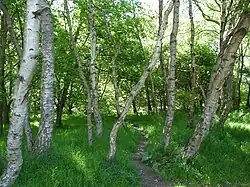 Birch trees in Sherwood Forest