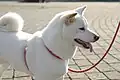 Shiba Inu: According to the AKC, cream-white is nonstandard [51] albeit accepted by the British Kennel Club.[52]