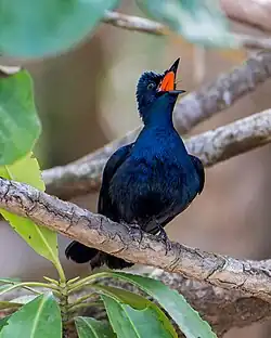 M. a. wardelli, male, showing orange throat, Daintree River