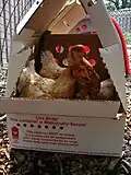 Shipped pullets