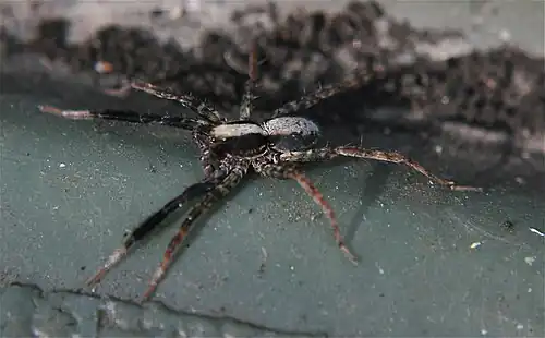 S. crassipes