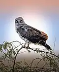 Short-toed snake eagle