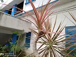 Kharagpur College campus