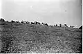 Yiftach Brigade camp at Shoval. 1948