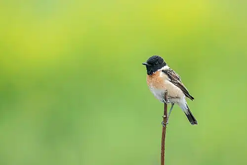male S. m. indicus Bhaktapur, Nepal