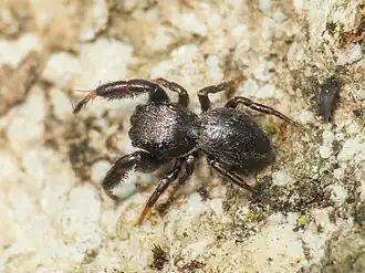 S. aurocinctus