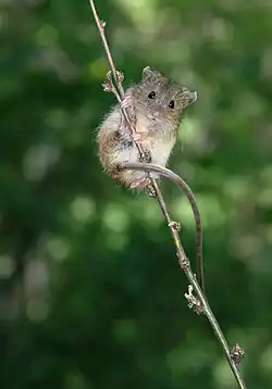 Brown birch mouse clinging to a branch