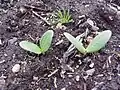 Seedlings