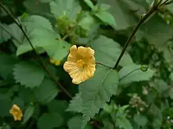 A yellow flower among green leaves
