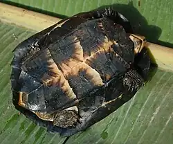 An adult black marsh turtle upside down on a banana leaf and showing its lower shell
