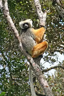 A diademed sifaka (a lemur with black and gray back; white and black head; orange limbs; black hands; and long legs and tail) clinging to a tree.