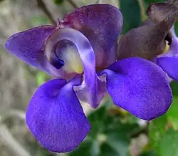 Nemastylis tenuis flower, blue expression