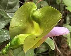 Nemastylis tenuis flower from behind