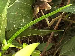 Nemastylis tenuis immature legume