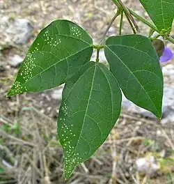 Nemastylis tenuis trifoliate leaf