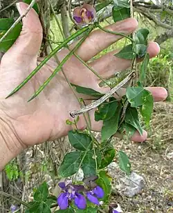 Nemastylis tenuis flowering branch