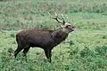Sika deer (winter)