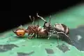 preying on ant