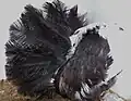 Silky Fantail