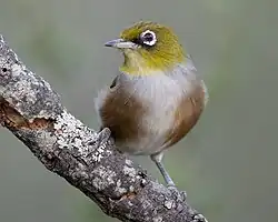 A silvereye bird perched on a branch.