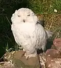Snowy owl