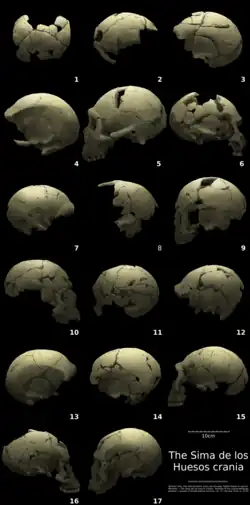 Skulls on a black background