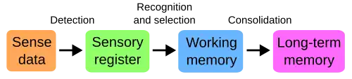 Diagram of perception and memory